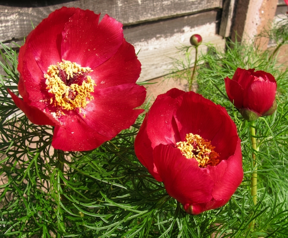 Paeonia tenuifolia